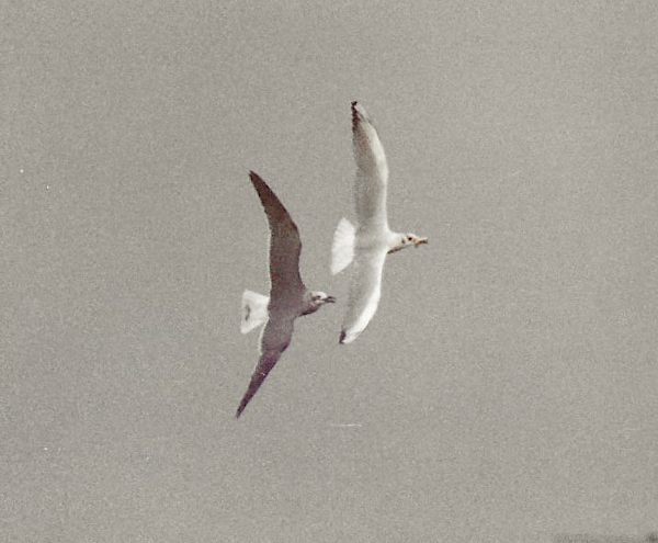 Laughing Gull - ML300250531