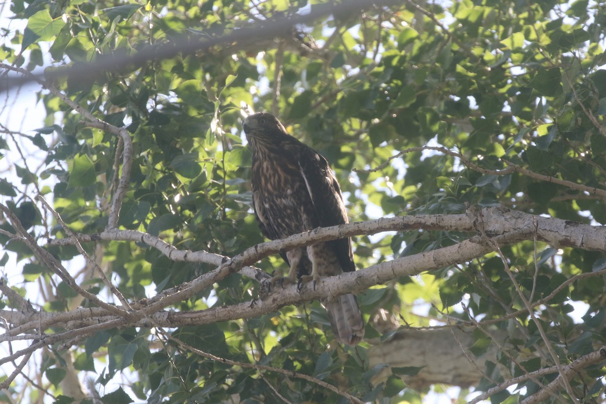 Red-tailed Hawk - ML300250901