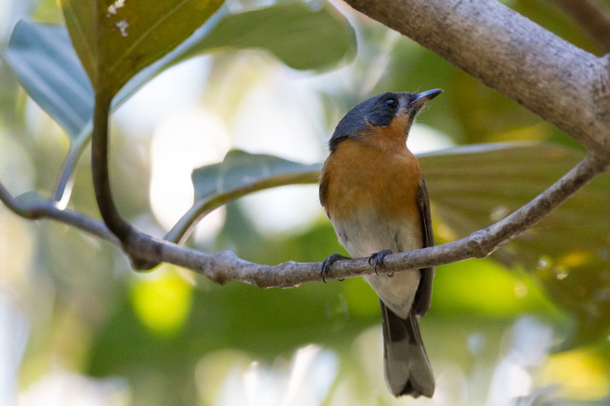 Spectacled Monarch - ML30025301