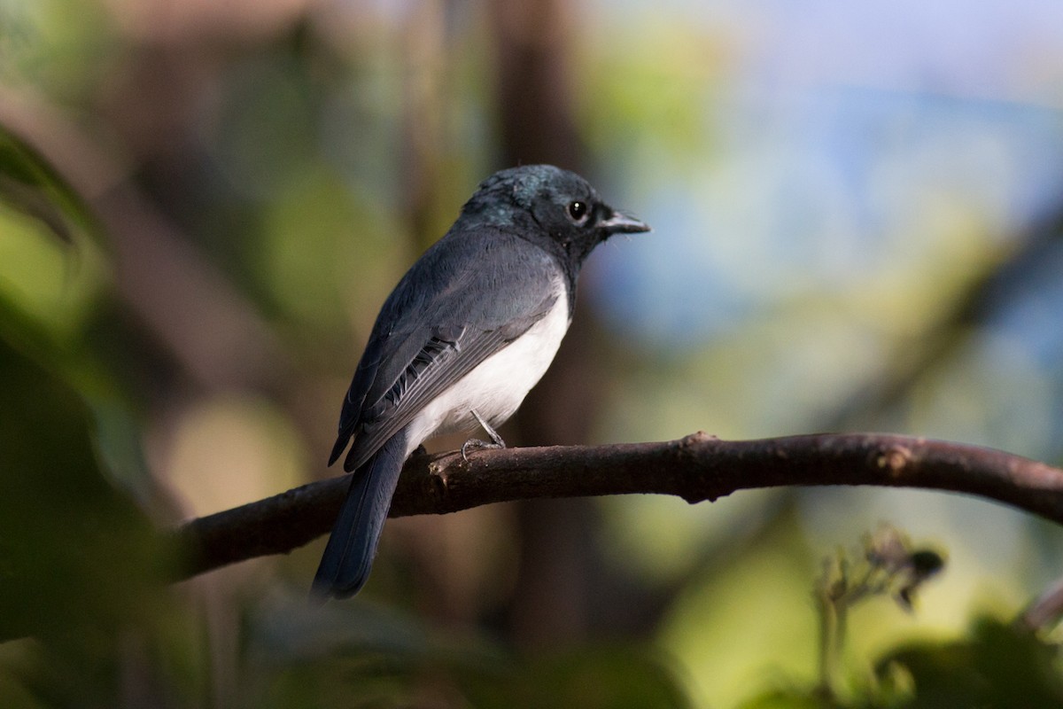 Leaden Flycatcher - ML30025331