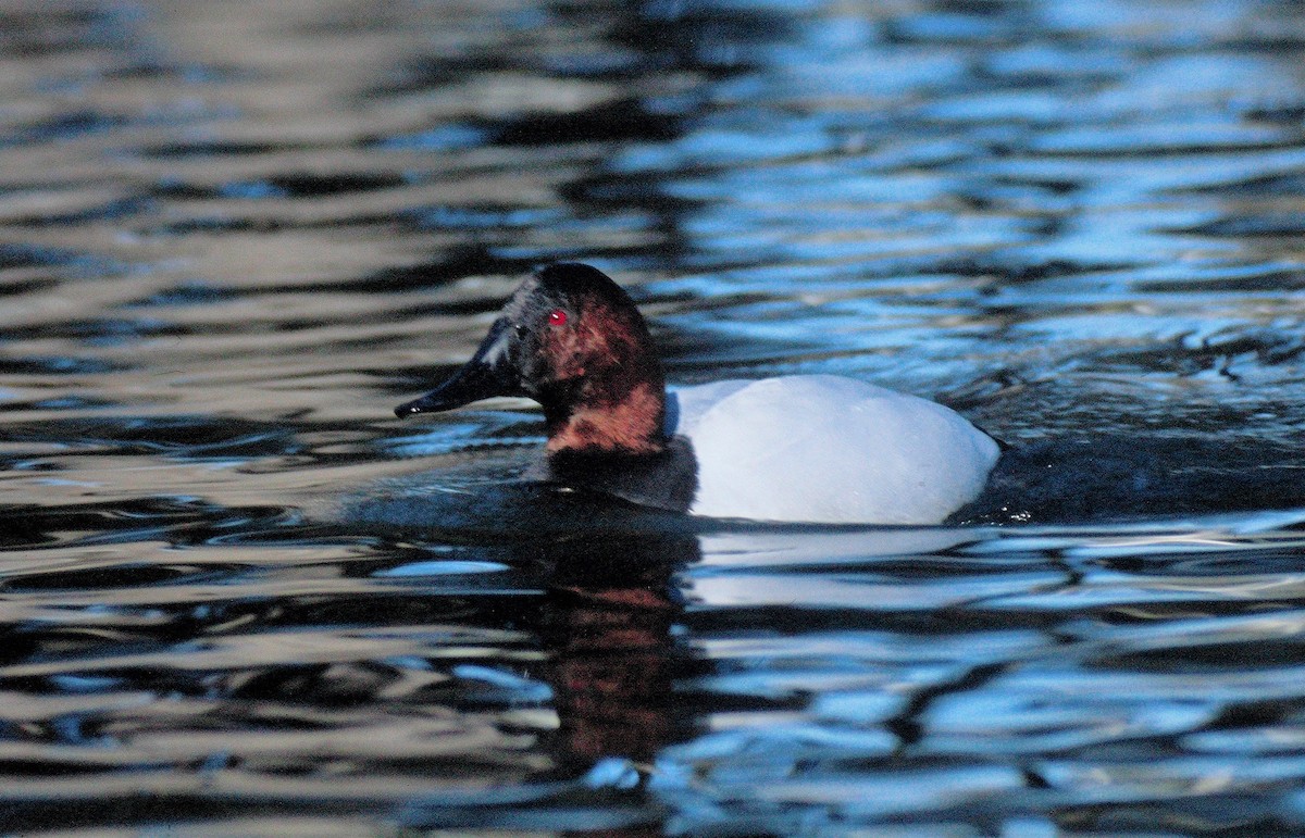 Canvasback - Alan Hopkins