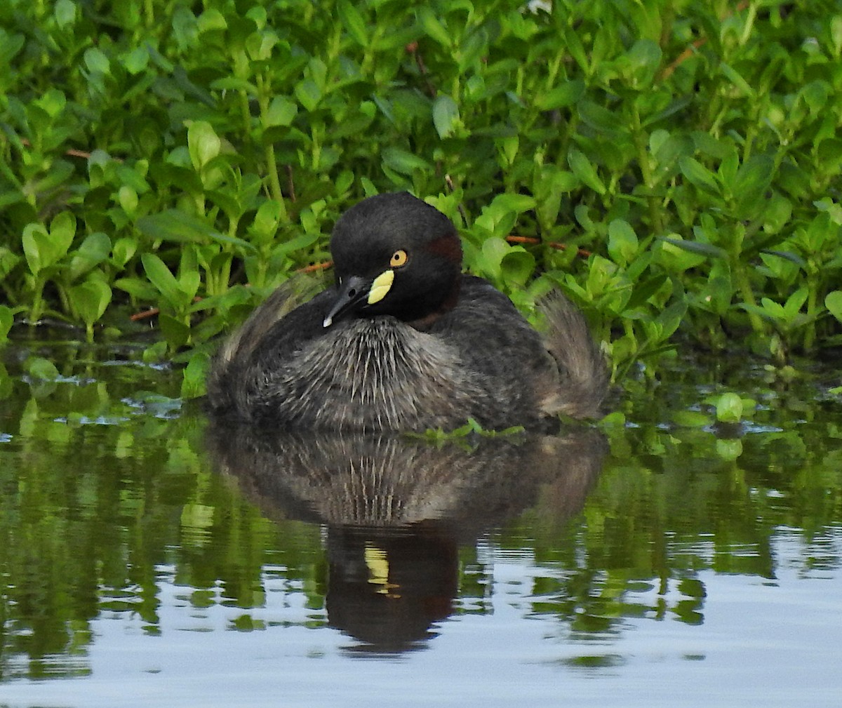 Australasian Grebe - Niel Bruce