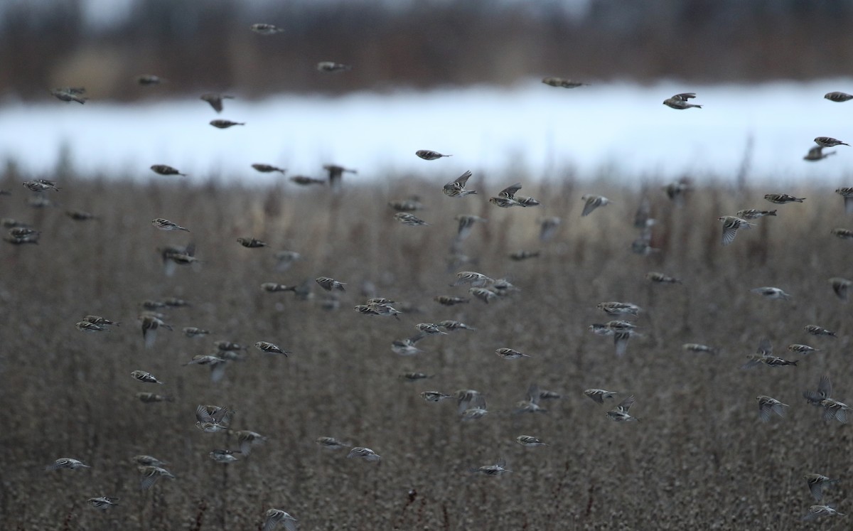 Common Redpoll (flammea) - Jay McGowan