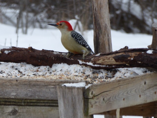 Red-bellied Woodpecker - ML300257171