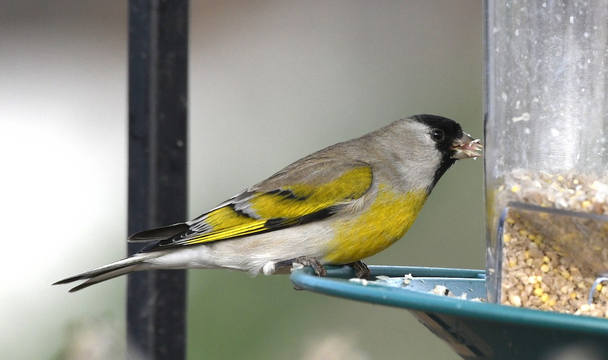 Lawrence's Goldfinch - ML300257301