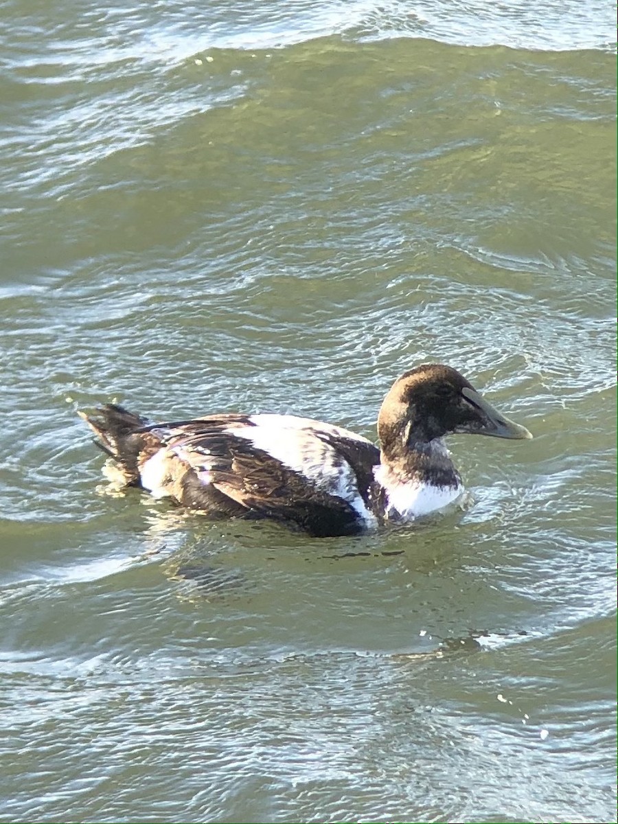 Common Eider - ML300257421