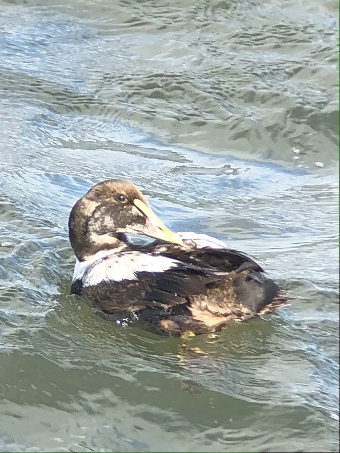 Common Eider - Jeff G