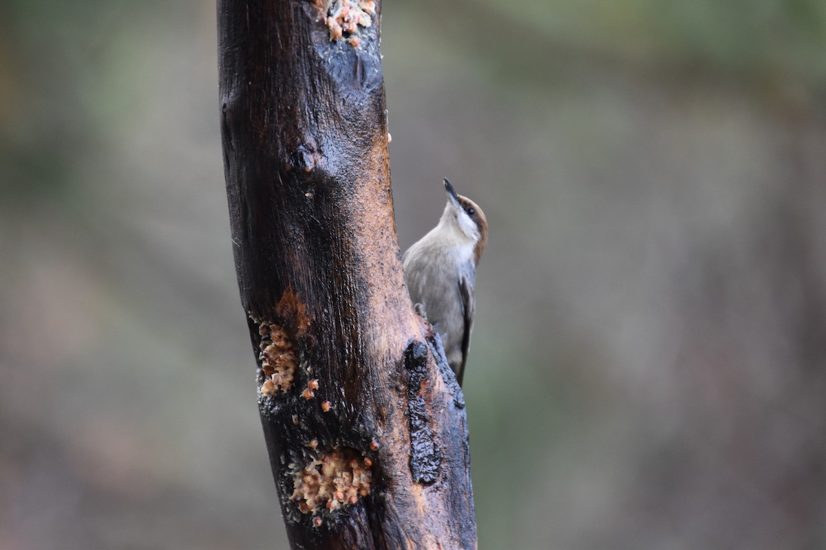 Brown-headed Nuthatch - ML300257711