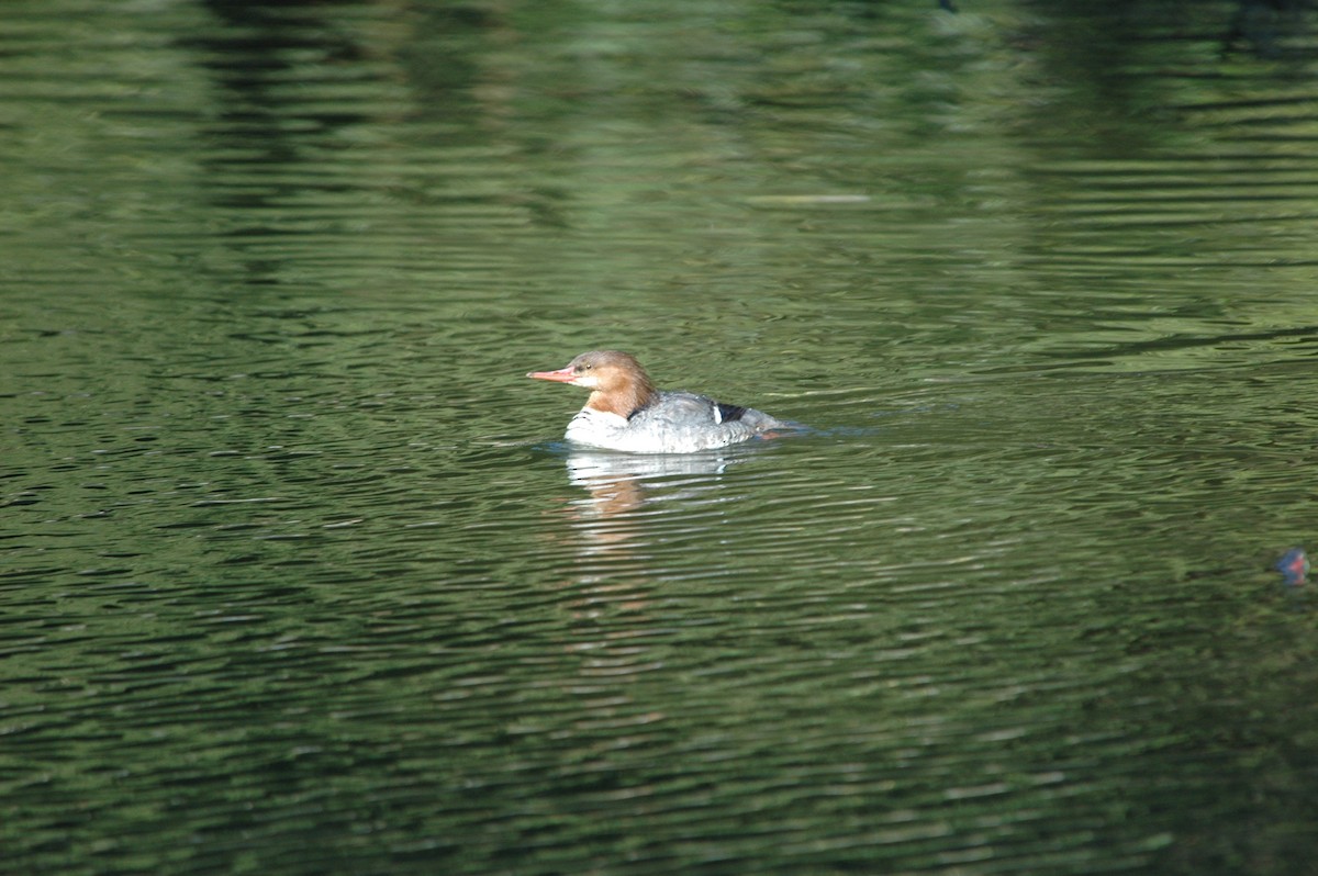 Common Merganser - ML300257941