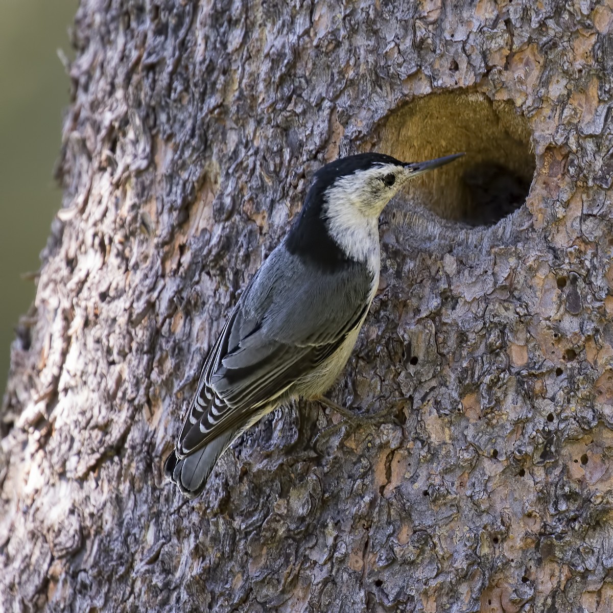 White-breasted Nuthatch (Interior West) - ML30025831