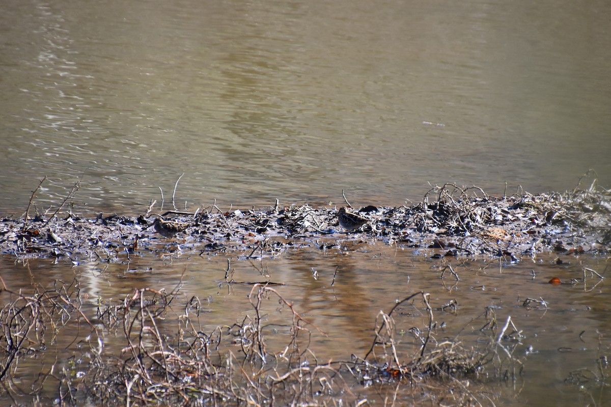 Wilson's Snipe - ML300258321