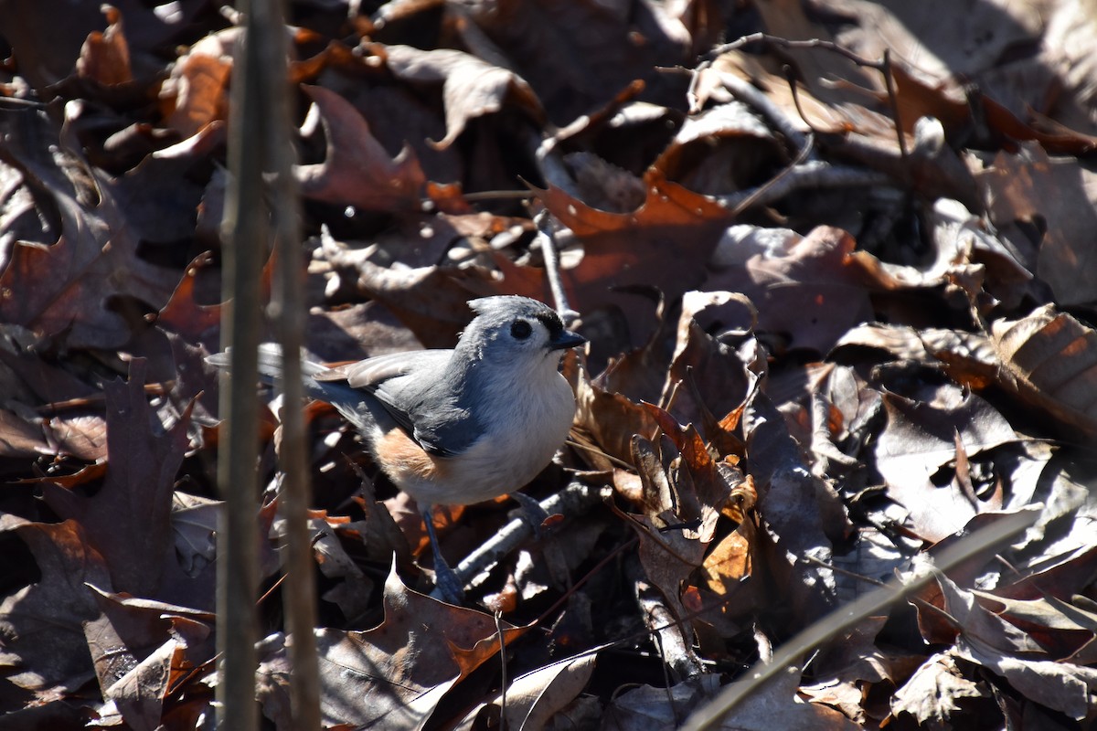 Tufted Titmouse - ML300259101