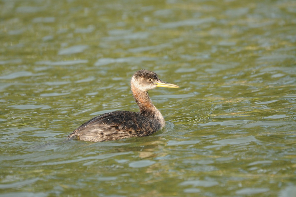 Red-necked Grebe - Alan Hopkins