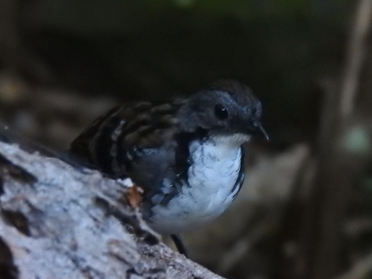 Australian Logrunner - Scott Fox