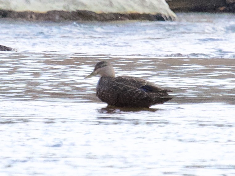 American Black Duck - ML300260611