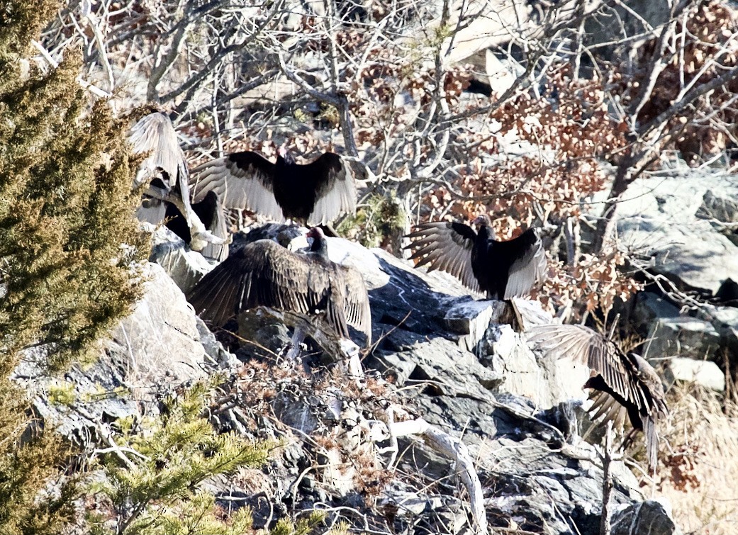 Turkey Vulture - ML300261521