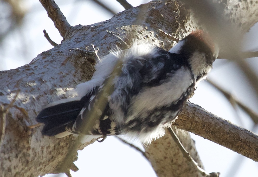 Hairy Woodpecker - Kevin Williams