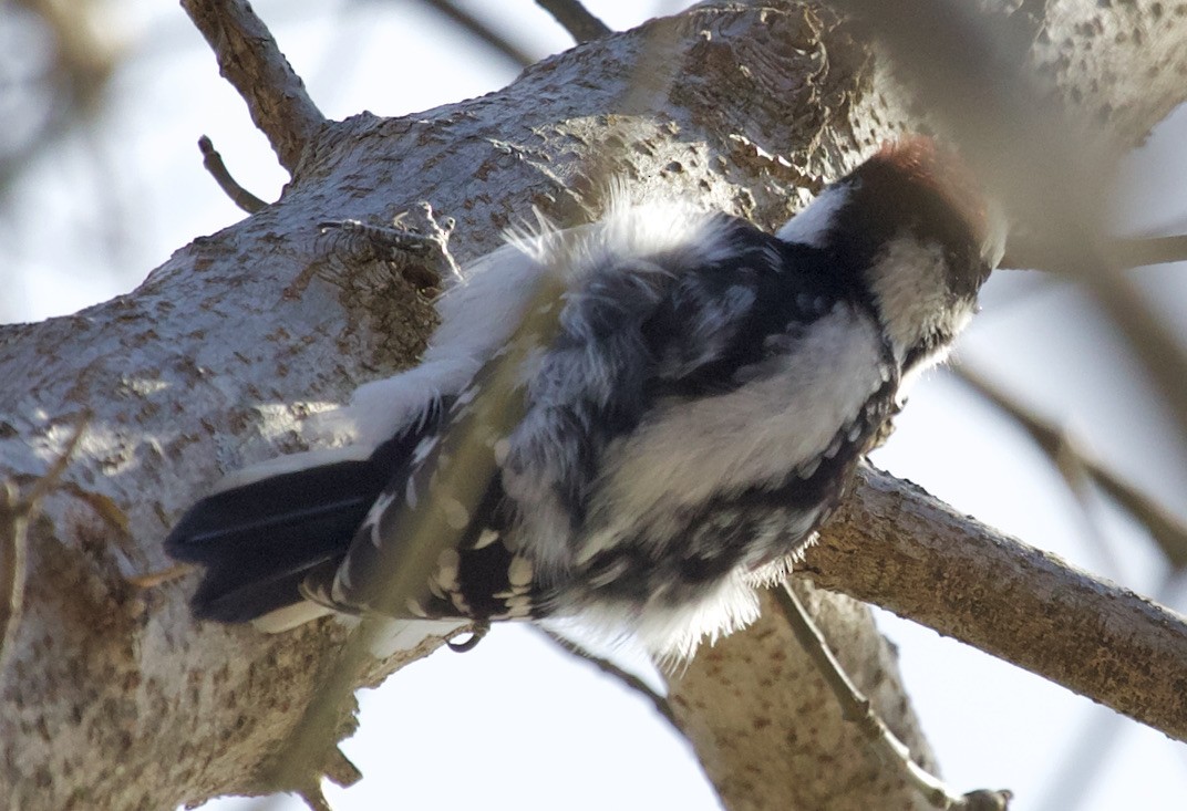 Hairy Woodpecker - ML300261661