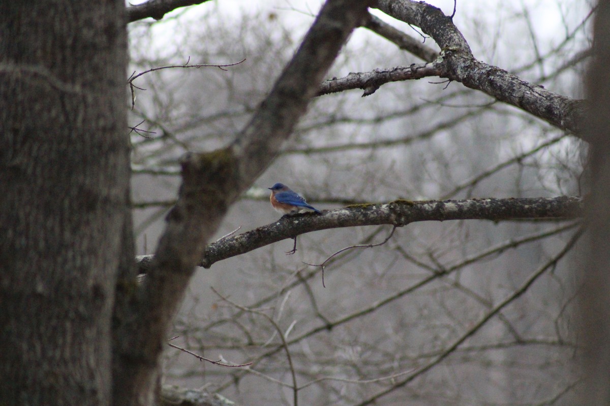 Eastern Bluebird - ML300261711