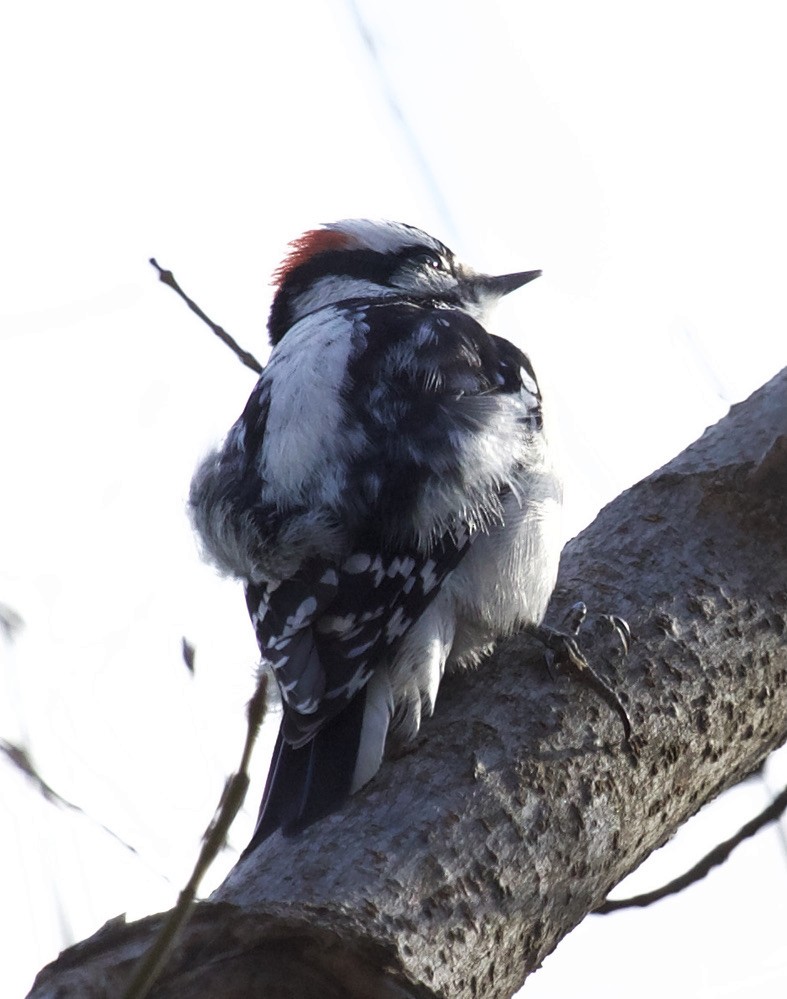 Hairy Woodpecker - ML300261831