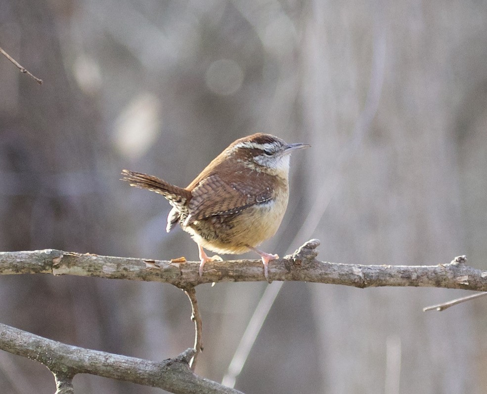 Carolina Wren - ML300262071