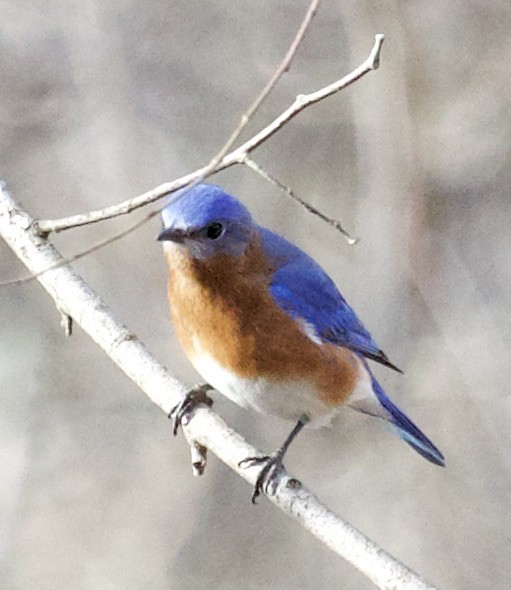 Eastern Bluebird - ML300262121