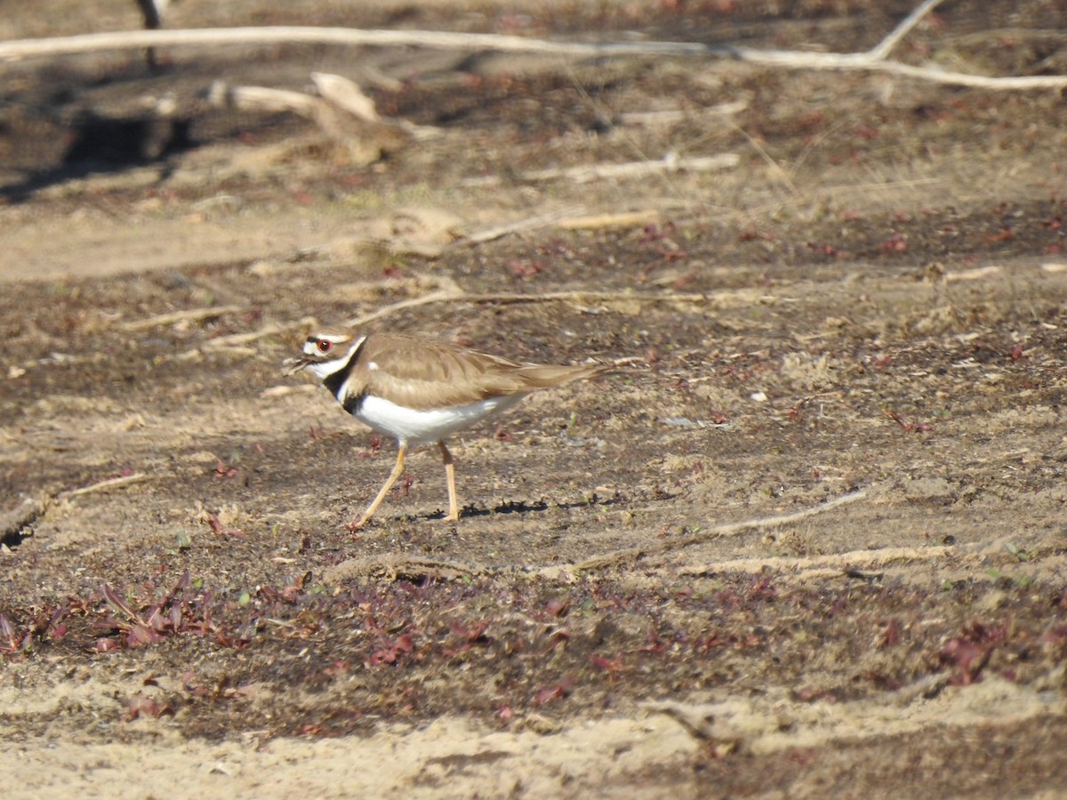 Killdeer - ML300266011