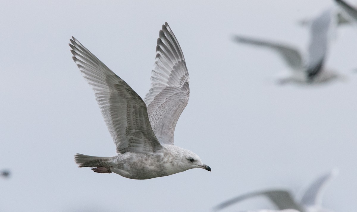 Iceland Gull (Thayer's) - Brandon Holden