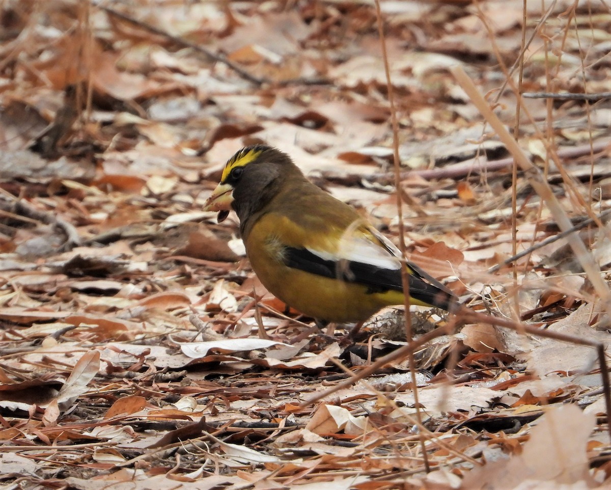 Evening Grosbeak - ML300267691