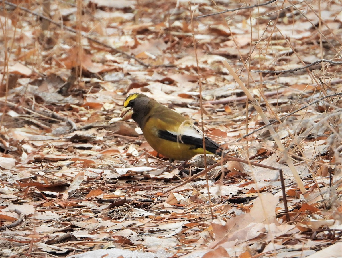 Evening Grosbeak - ML300267701