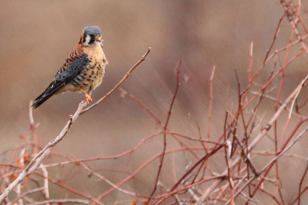 American Kestrel - ML300268121