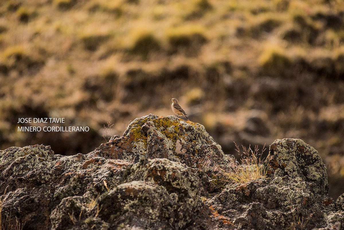 Rufous-banded Miner - jose diaz tavie