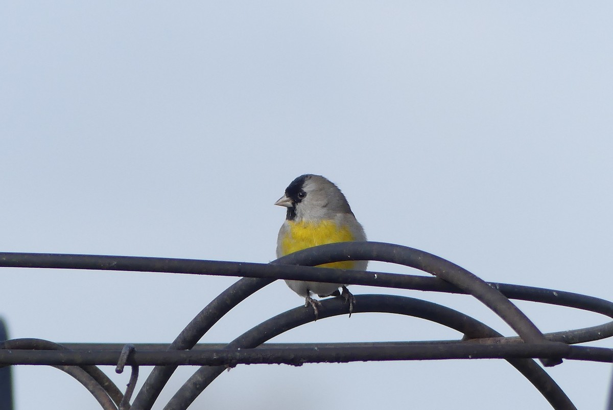 Lawrence's Goldfinch - ML300269001
