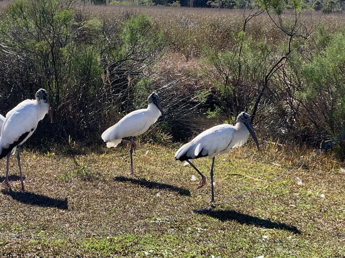 Wood Stork - ML300271861