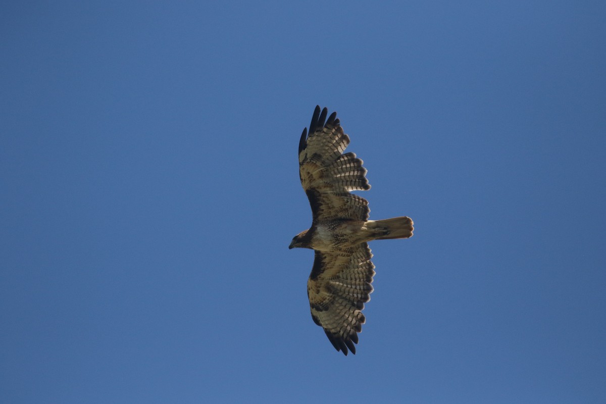 Red-tailed Hawk - ML300272021
