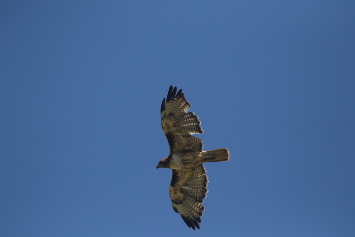 Red-tailed Hawk - ML300272051