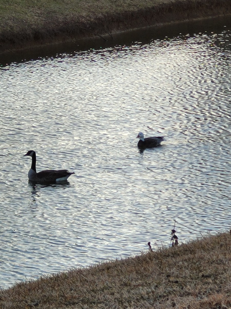 Snow Goose - ML300272761