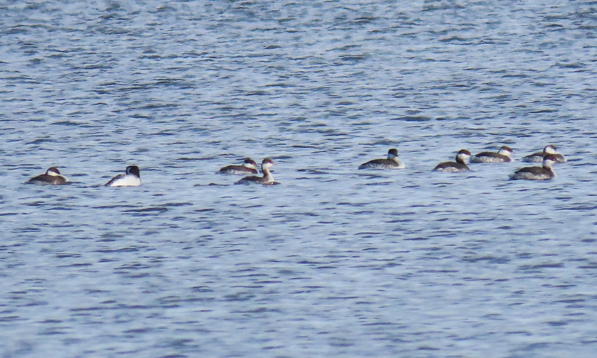 Horned Grebe - ML300273551