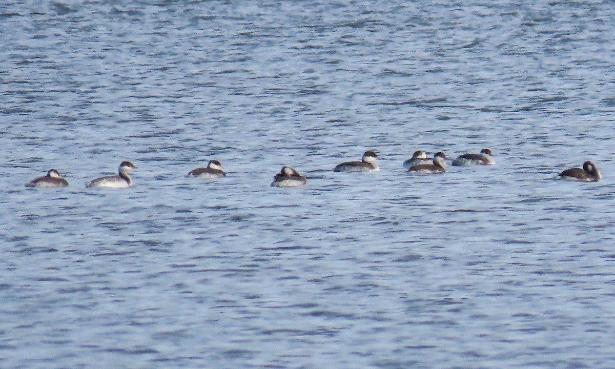 Horned Grebe - ML300273561