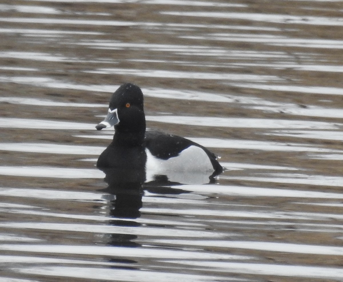 Ring-necked Duck - Janet Phillips