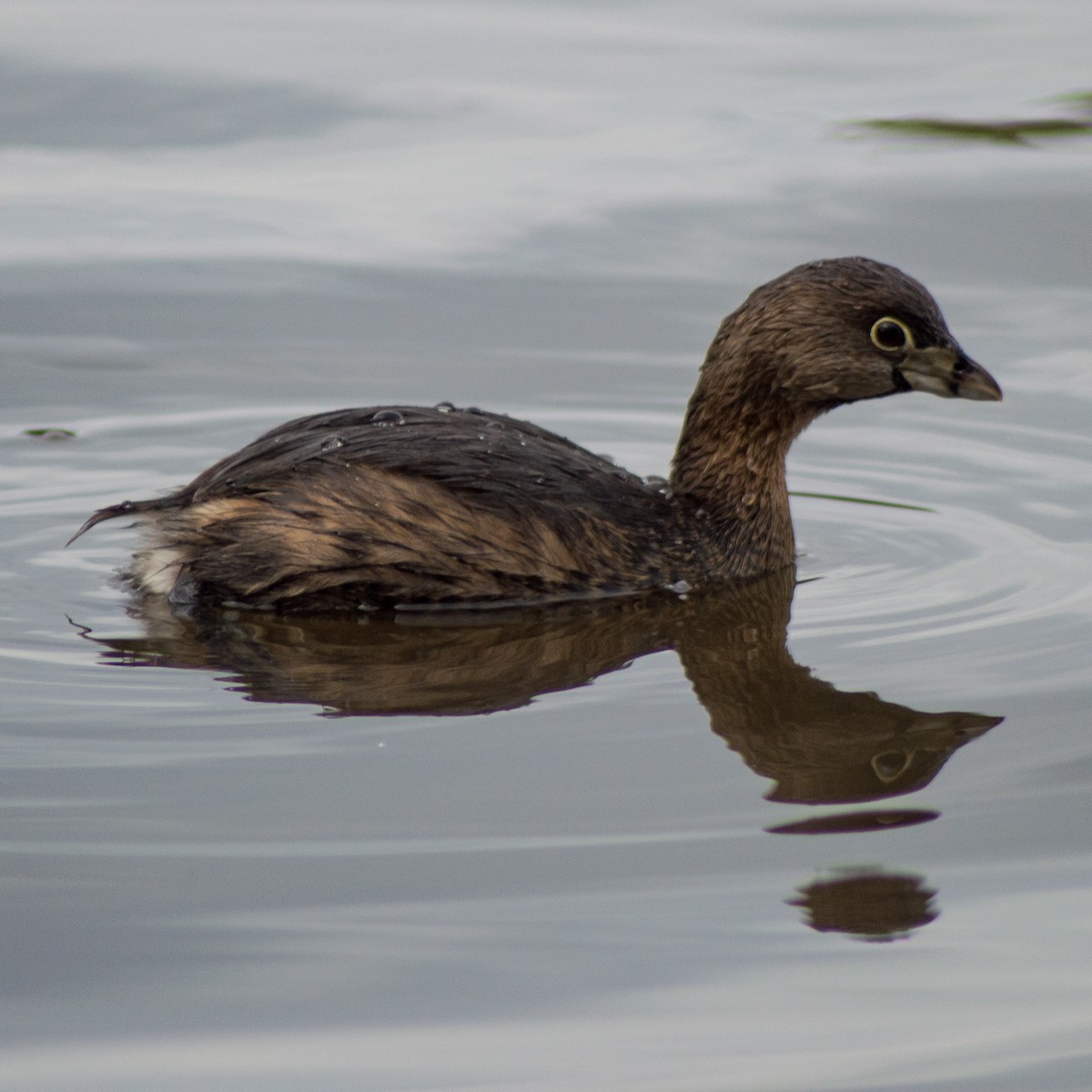 Pied-billed Grebe - ML300276771