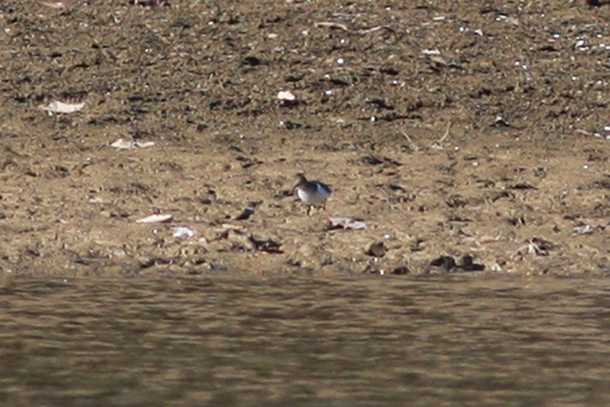 pisík americký - ML300276781