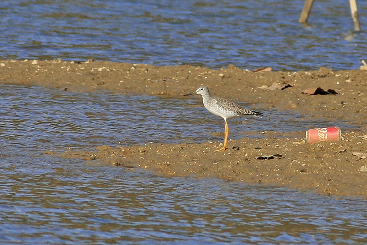 Greater Yellowlegs - ML300276811