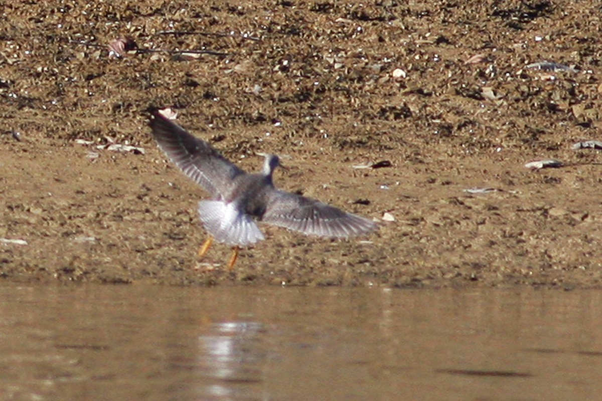 Greater Yellowlegs - ML300276831