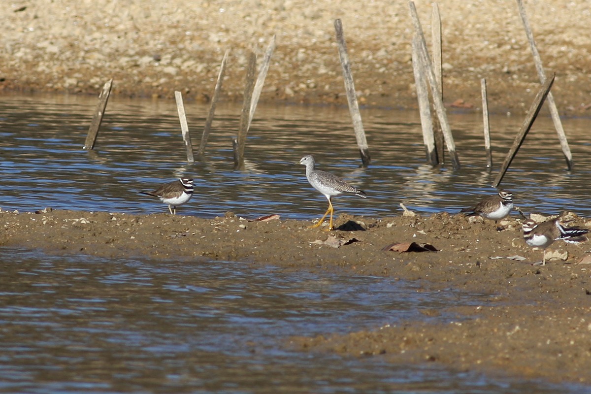 Greater Yellowlegs - ML300276951