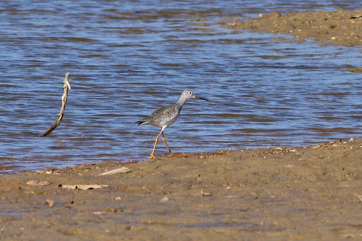 Greater Yellowlegs - ML300276971