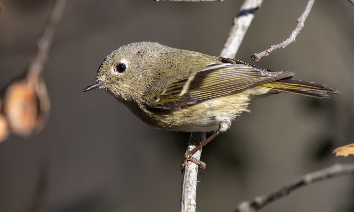 Ruby-crowned Kinglet - ML300277011