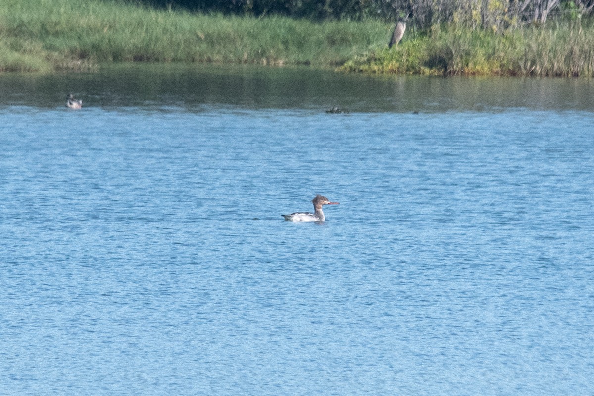 Red-breasted Merganser - Peter Rigsbee