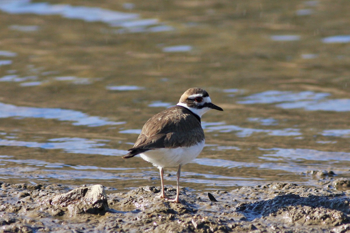 kulík rezavoocasý - ML300277441