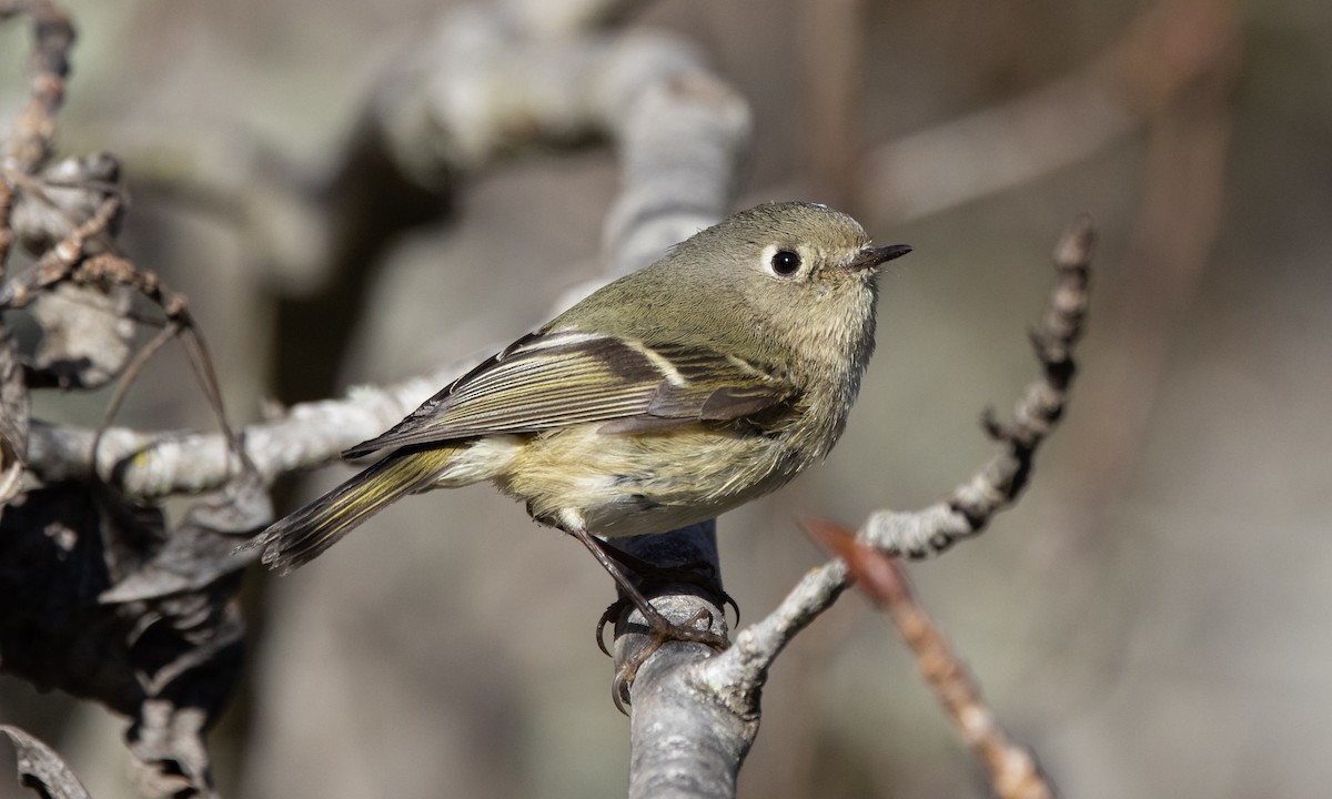 Ruby-crowned Kinglet - ML300279461